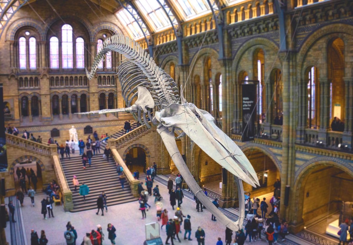 Biglietto d'ingresso gratuito per il Museo di Storia Naturale