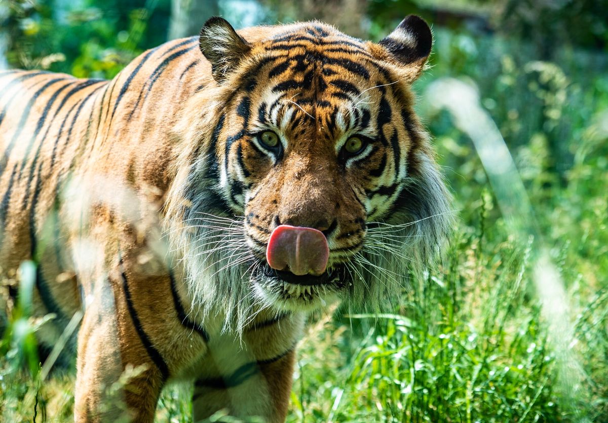 Biglietto d'ingresso per lo Zoo di Londra